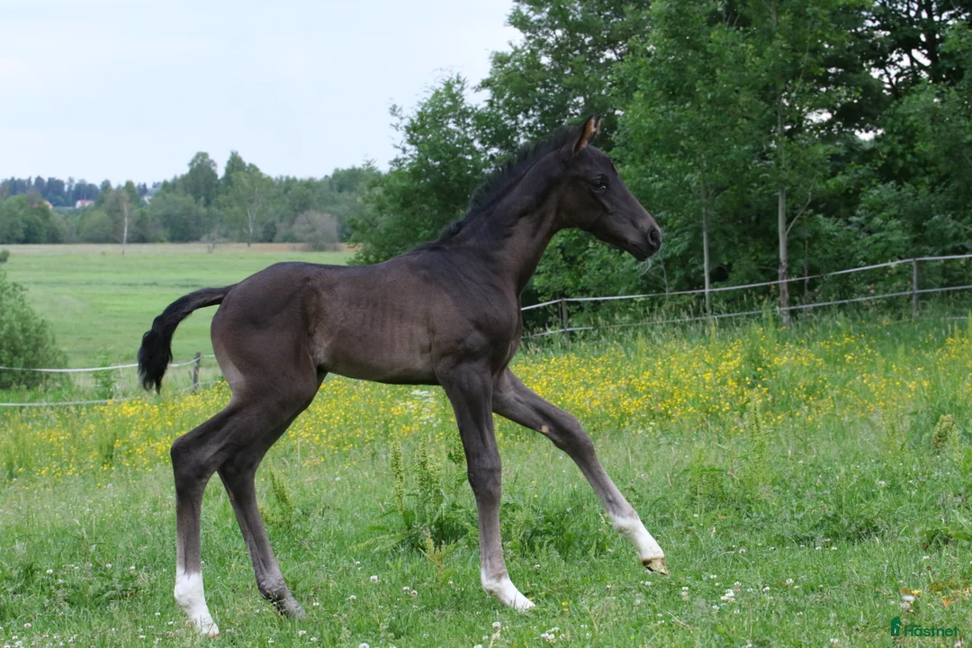 Dressyr hästar till salu: Valack e. Devin Franco GJ ur stofamilj 55 i Dyltabruk - Annons 4
