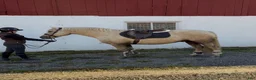 Allround hästar till salu: Lyxig Welsh cob, framtida tävlingsponny! - Annons 2