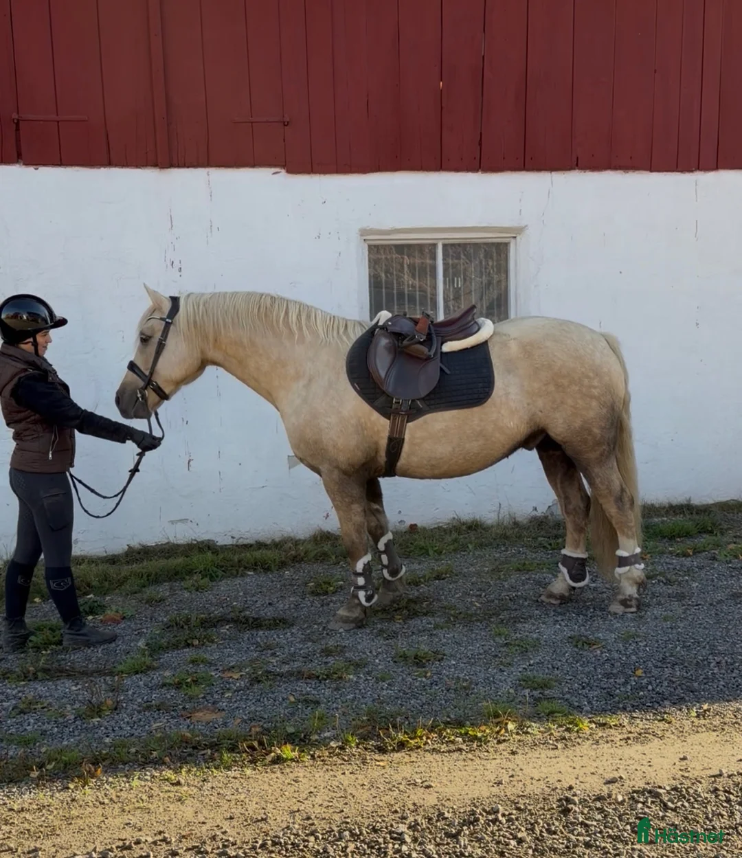 Allround hästar till salu: Lyxig Welsh cob, framtida tävlingsponny! - Annons 2