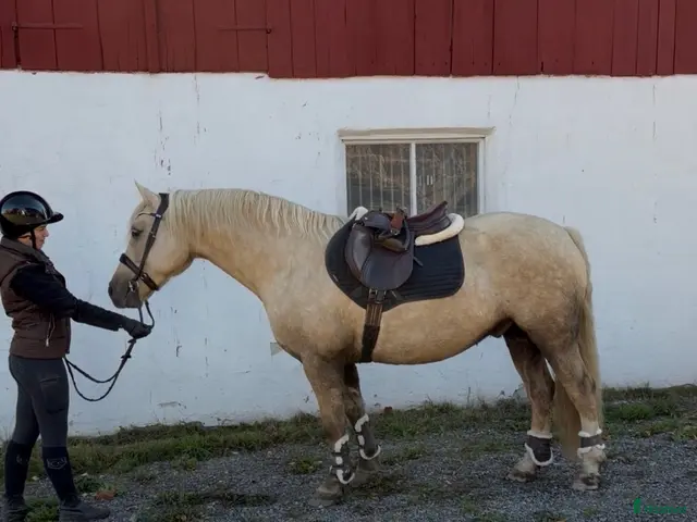 hästar till salu: Lyxig Welsh cob, ev byte? - Annons 2