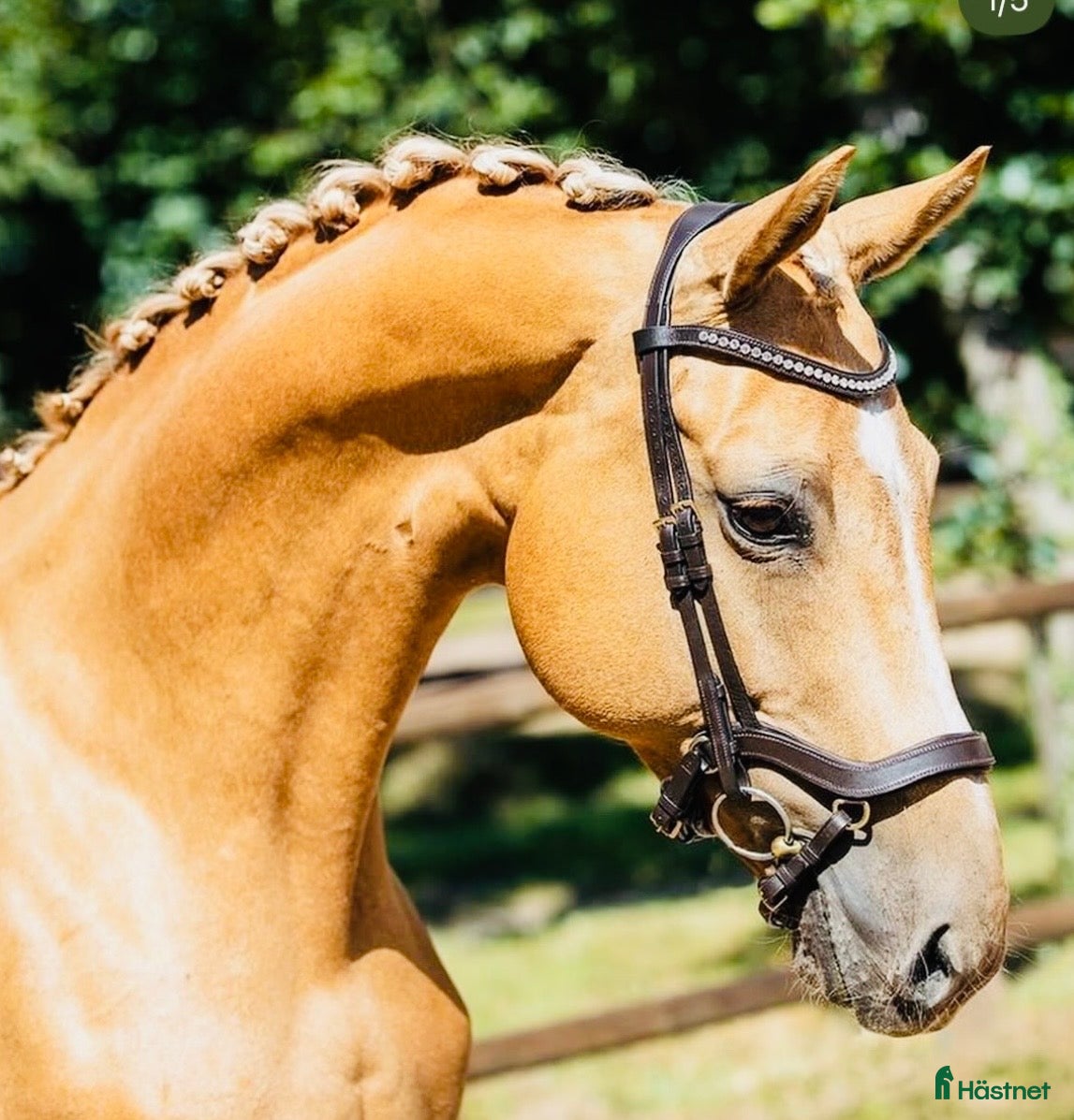 Träns hästutrustning Unikt träns! - Annons 1