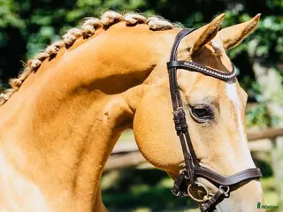 Träns hästutrustning Unikt träns! - Annons 5