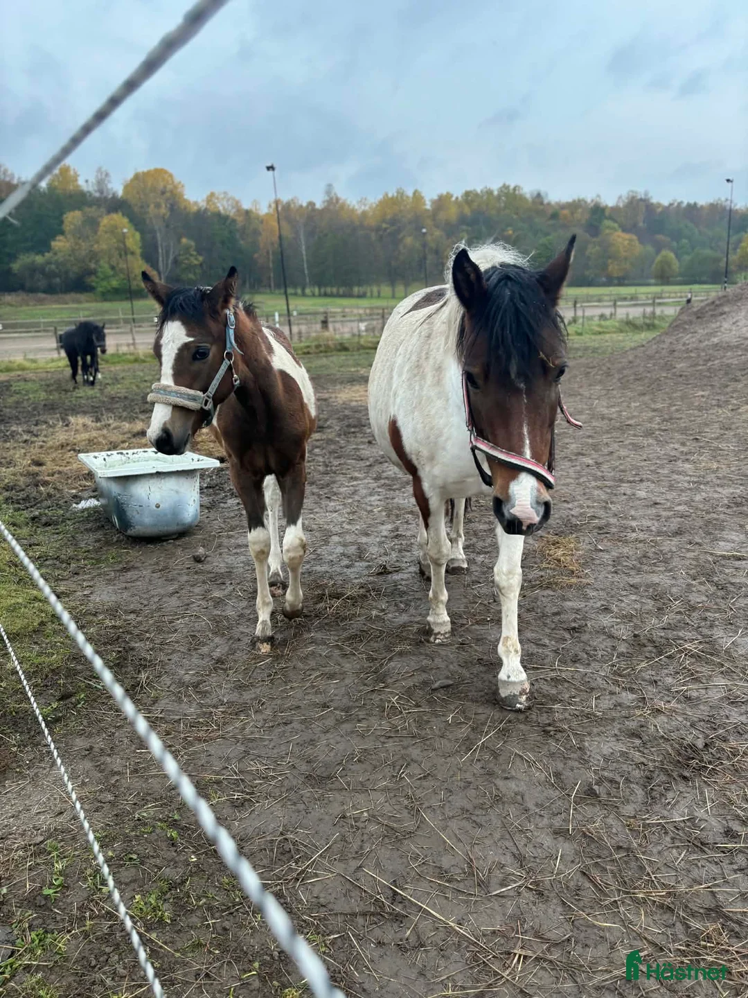 Allround hästar till salu: Åring e. Cornettino Ask - Annons 2