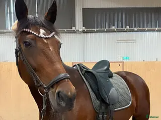 hästar Superfin häst - Annons 14