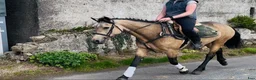 Allround hästar till salu: Easy 148 pony - Annons 6
