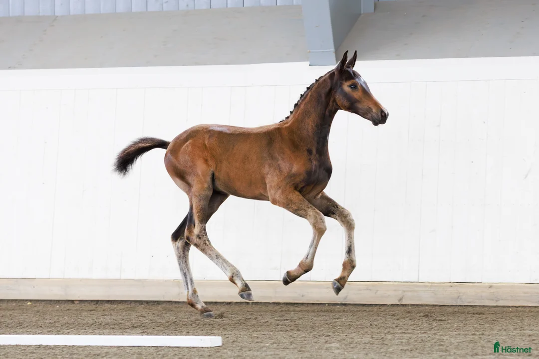 Dressyr hästar till salu: Toppkvalitét e: Top Secret - Annons 3