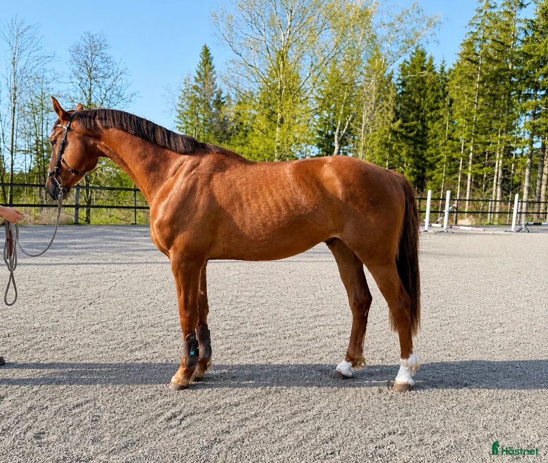 Hoppning hästar till salu: 3-årig valack med toppstam – framtidslöfte! - Annons 1