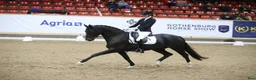 Dressyr hästar till salu: Våran ”once in a lifetime horse” i Köping - Annons 1