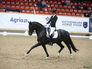 Dressyr hästar till salu: Våran ”once in a lifetime horse” - Annons 1