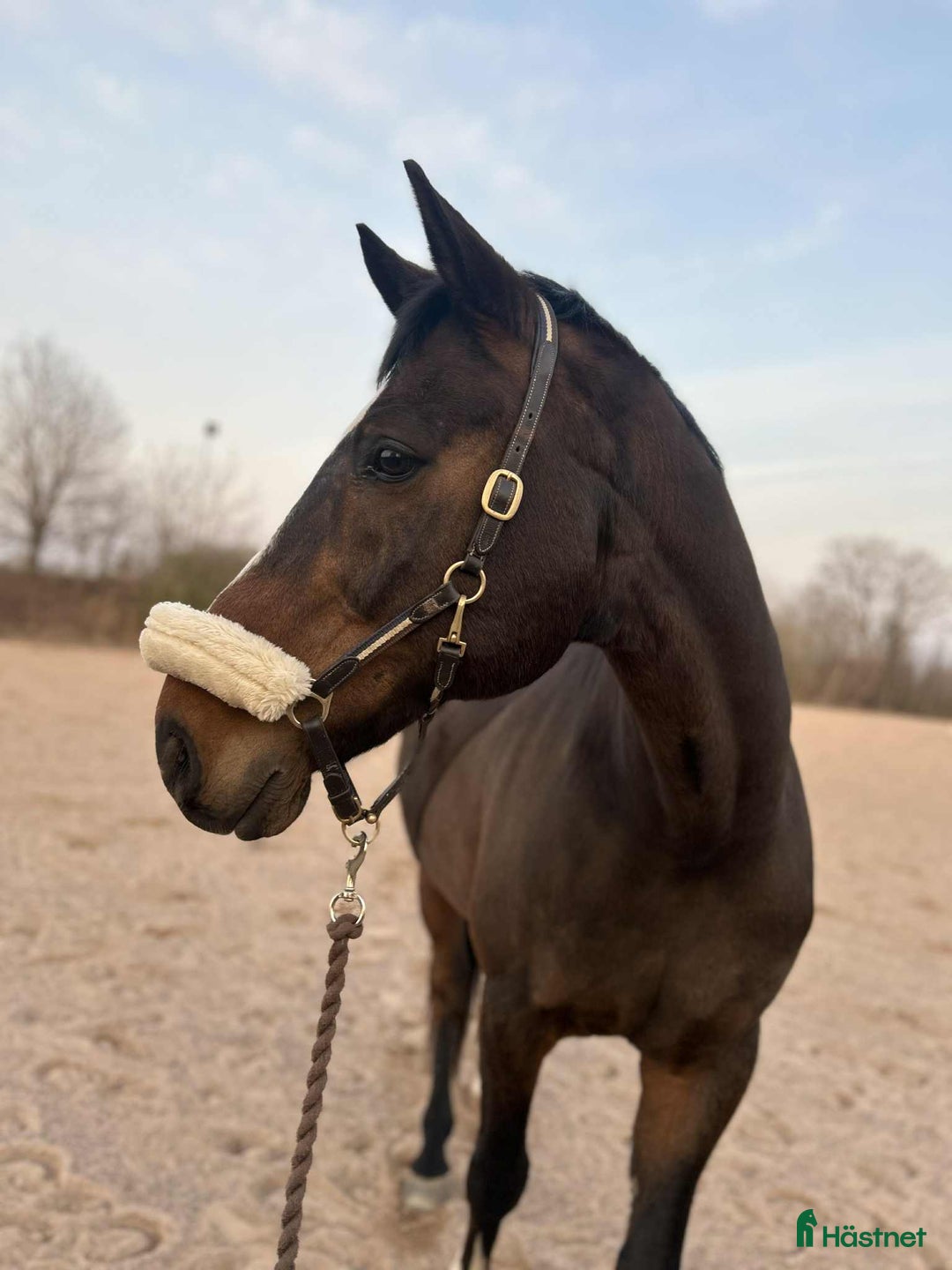 Allround hästar till salu: Personlig allround valack i Läckeby - Annons 1