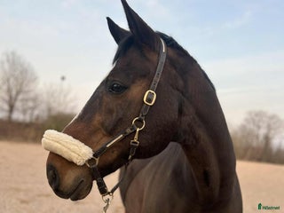 Allround hästar till salu: Personlig allround valack i Läckeby - Annons 1