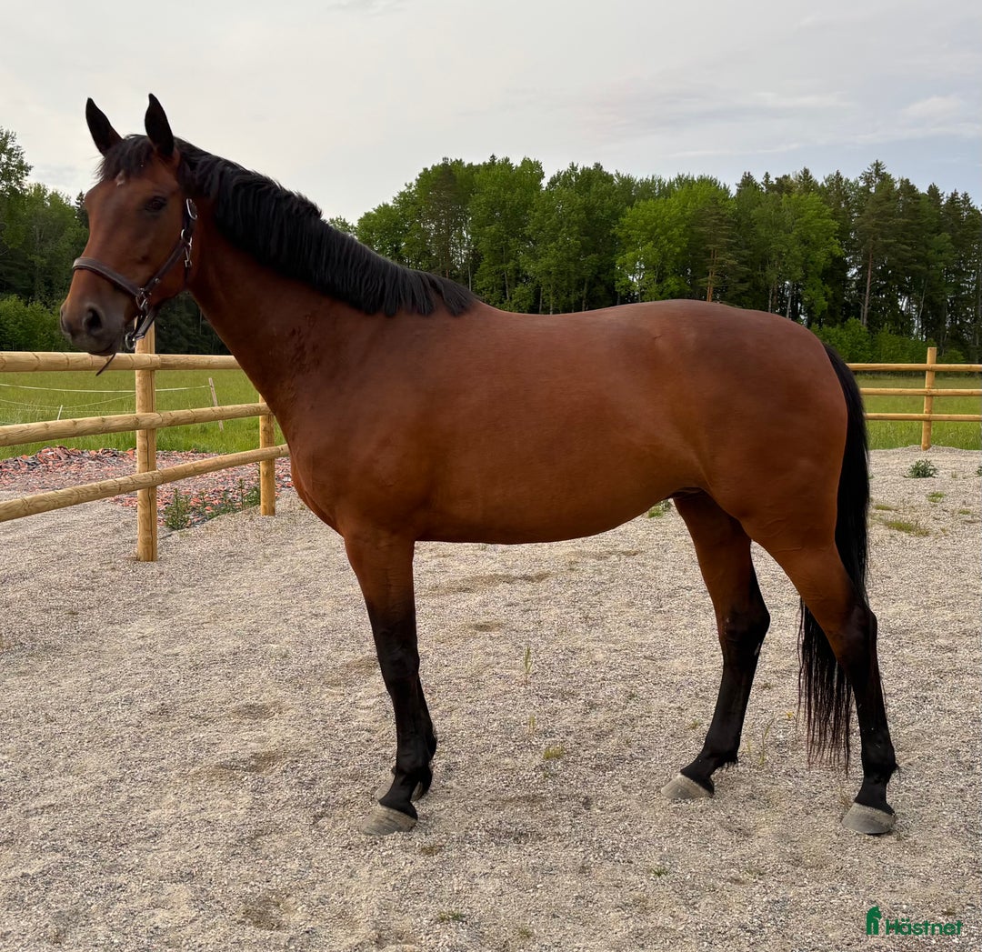 Hoppning hästar till salu: Femårigt hoppstammat sto i Jönåker - Annons 1