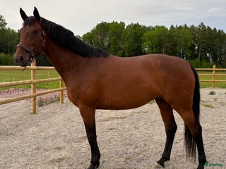 hästar Femårigt hoppstammat sto i Jönåker - Annons 13