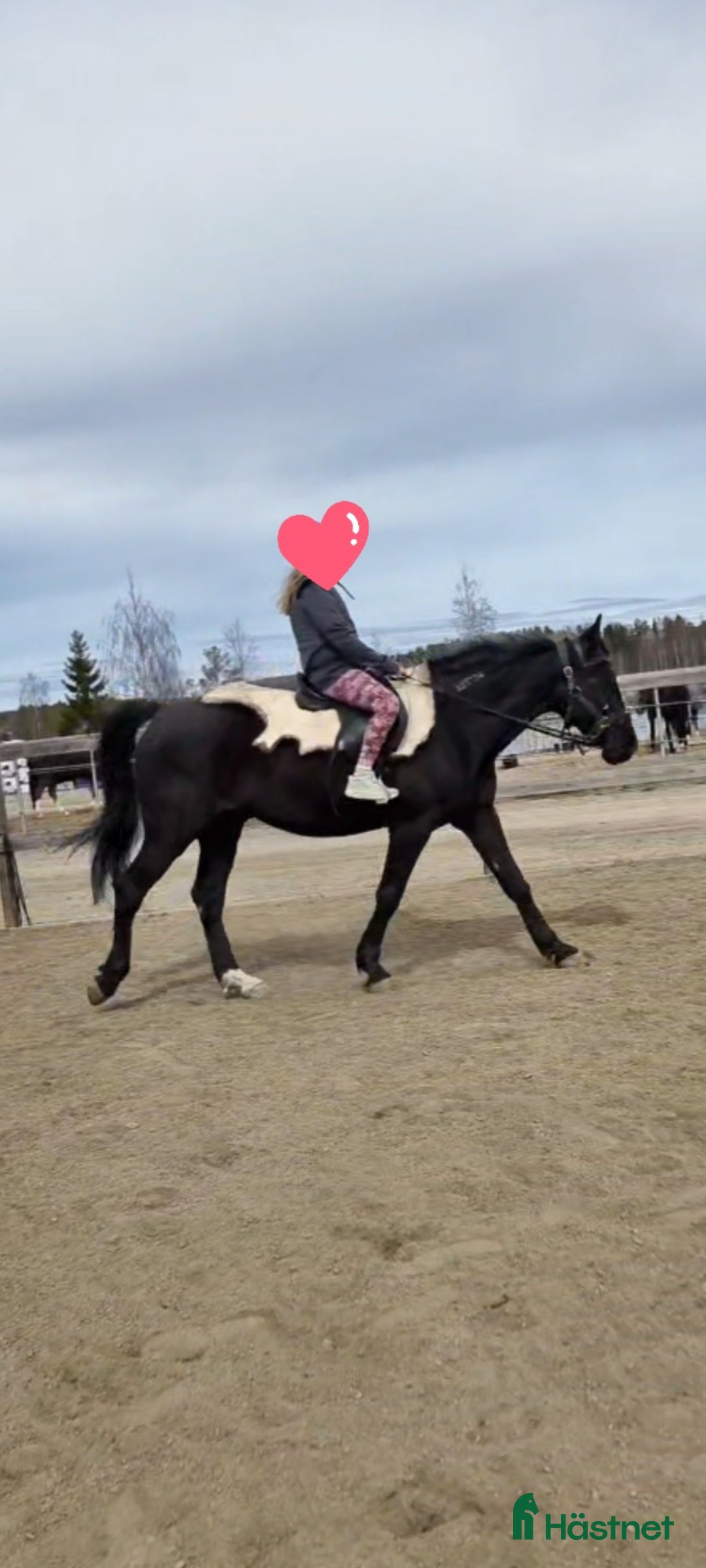  medryttarhäst finnes: Medryttare alt. fodervärd sökes! i Delsbo - Annons 2