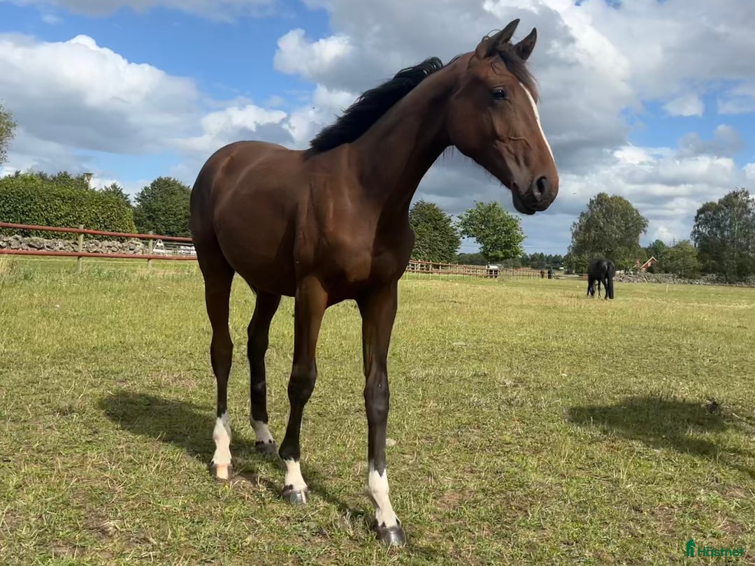 Dressyr hästar till salu: Sto e: For Romance I! i Hörby - Annons 2