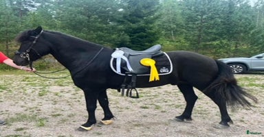 hästar i Sandviken - Annons 4