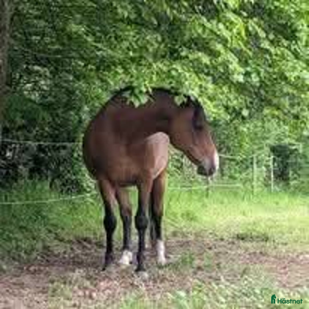 Allround hästar till salu: BIG BEN behöver nytt kärleksfullt hem i Höör - Annons 5