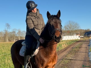 hästar D-Ponny sto i Höör - Annons 5