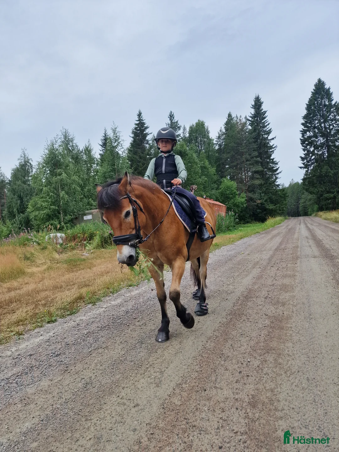 Allround hästar till salu: Talangfullt russ *TINGAD* i Vitå - Annons 4