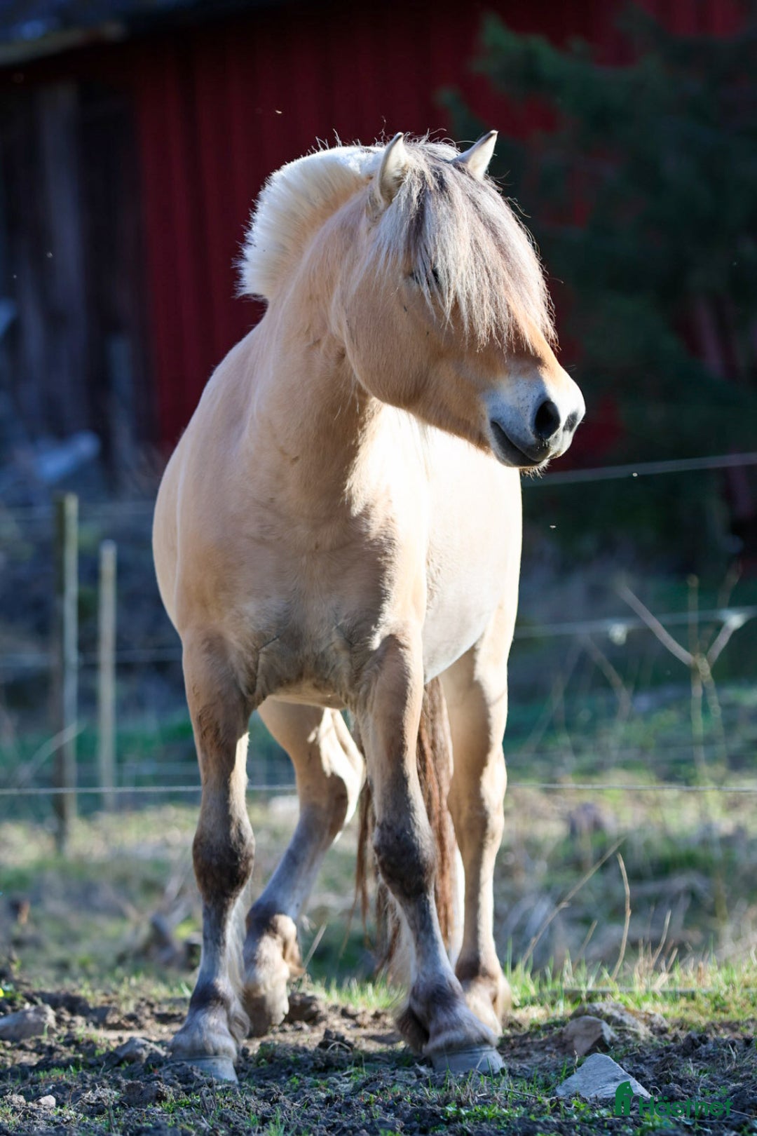 Allround hästar till salu: Lothar, världens bästa häst ♡ i Söderköping - Annons 10