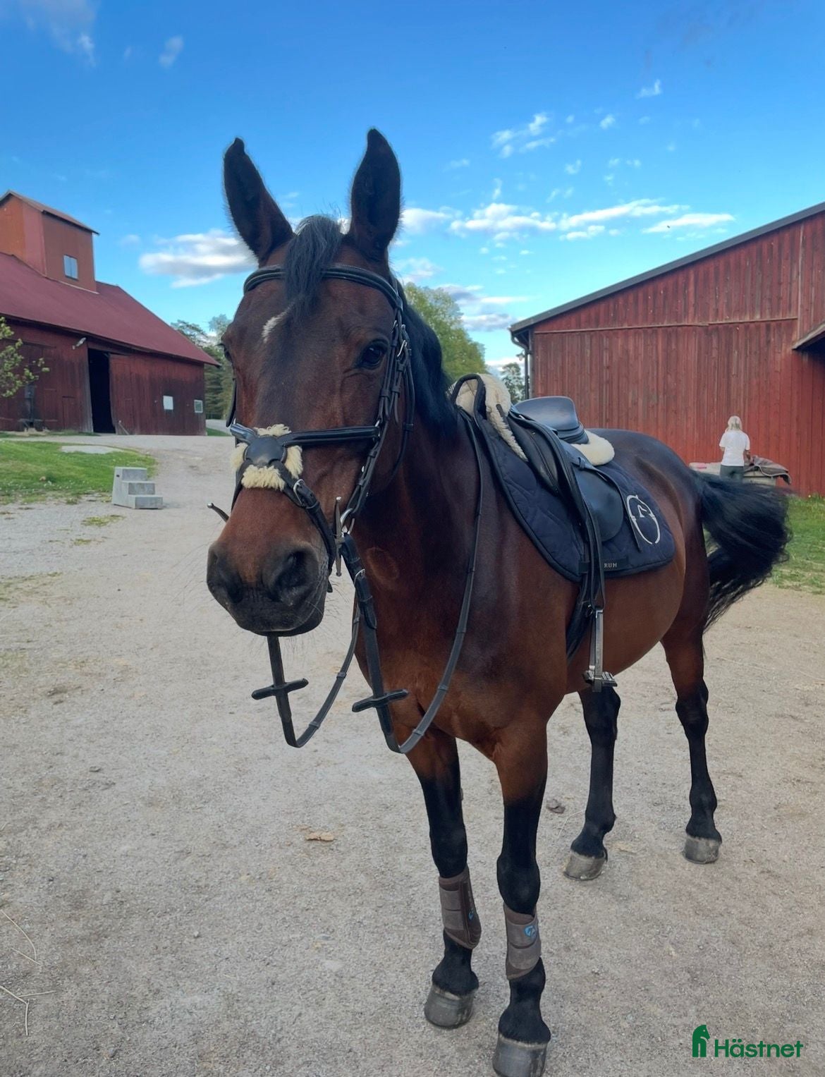  hästar Finaste ponnyn Anna - Annons 16