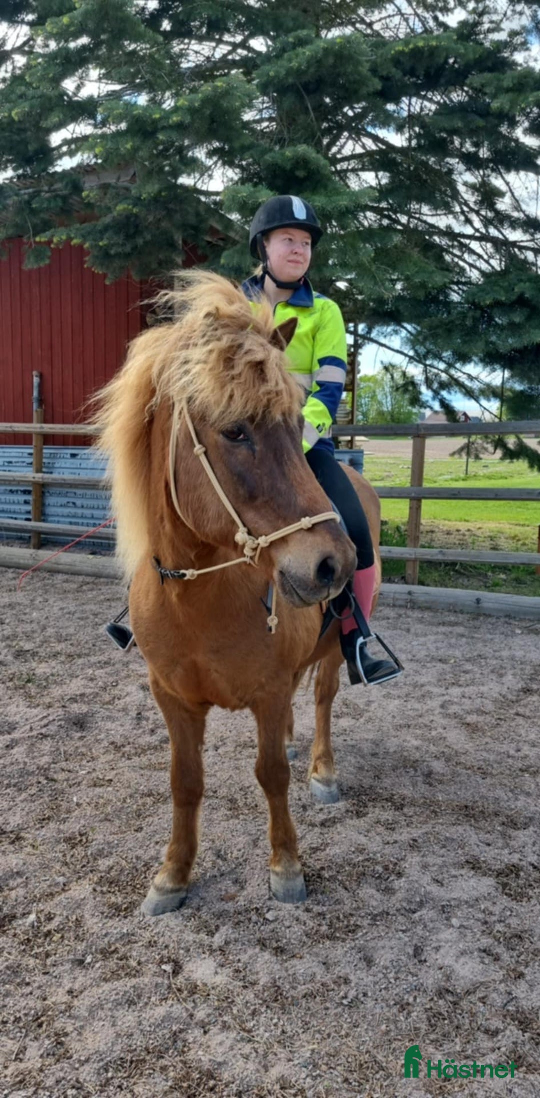 Allround hästar till salu: Islandshäst i Dala-Husby - Annons 4