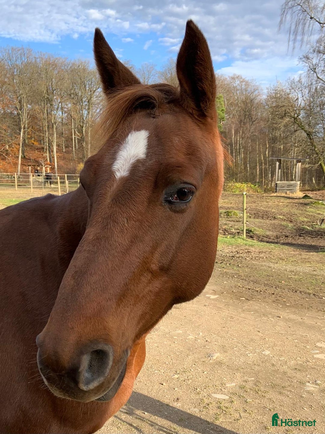 Allround hästar till salu: Stor häst i litet format  i Ljungbyhed - Annons 6