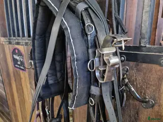 Travselar trav till salu: Träningsselar qh i Rättvik - Annons 2