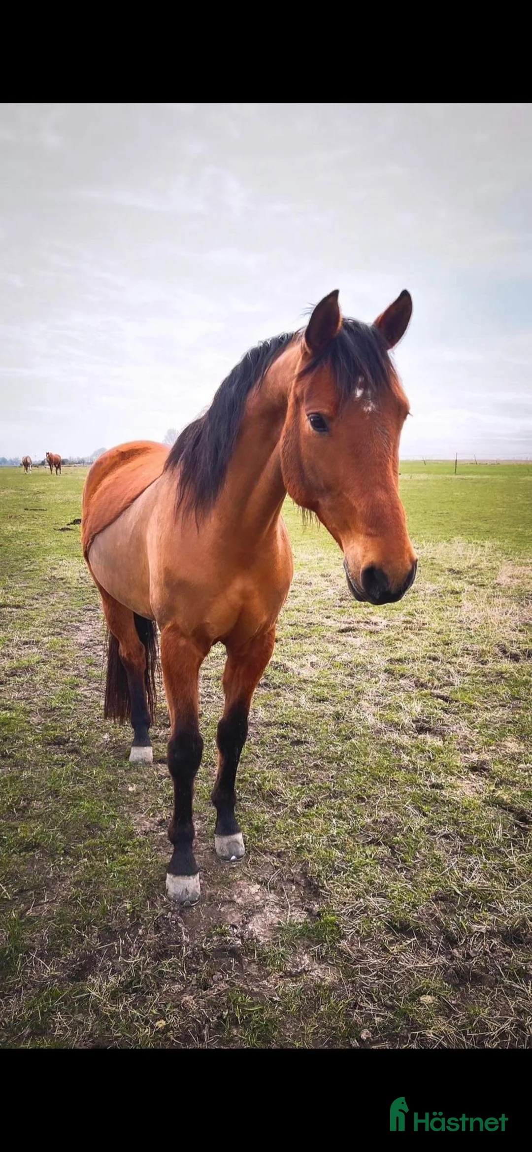  medryttarhäst finnes: Medryttare sökes - Bjärnum i Bjärnum - Annons 1