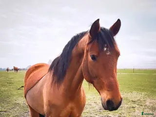 medryttarhäst finnes: Medryttare sökes - Bjärnum - Annons 4