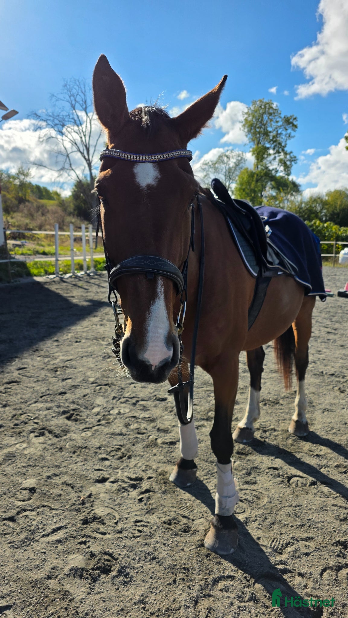  hästar Jätte fint avelssto med kanon hoppstam säljes/byte - Annons 2