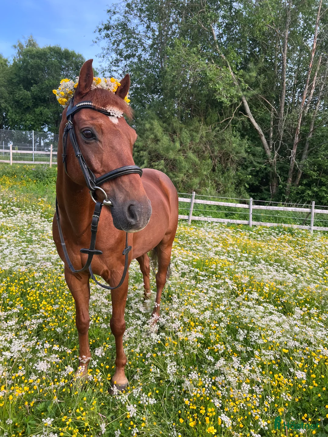 Allround hästar till salu: Mys Prinsen i Sundsvall - Annons 1