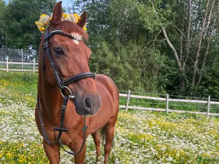 hästar Mys Prinsen i Sundsvall - Annons 12