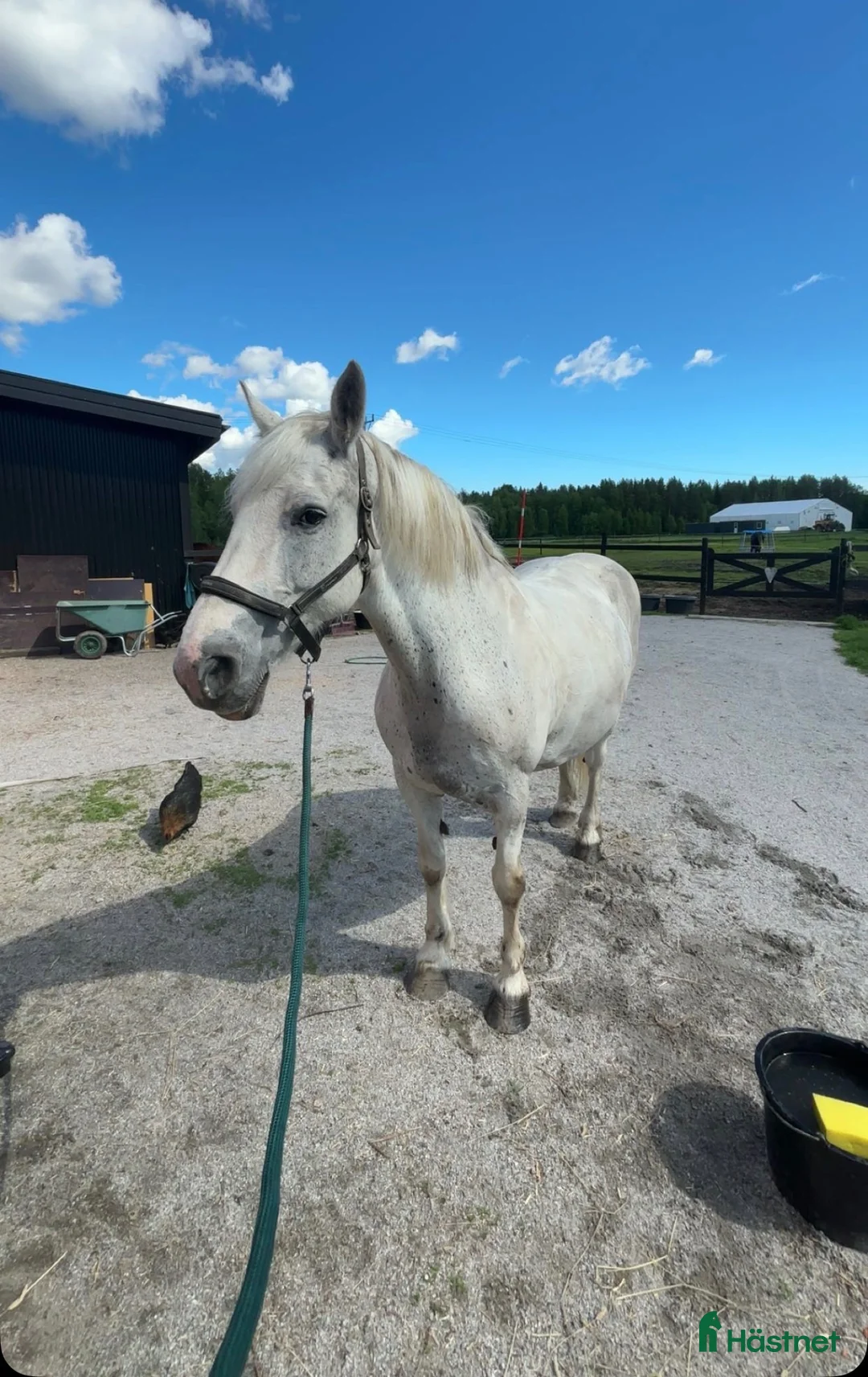 Allround hästar till salu: Nytt hem till underbara cookie  - Annons 5