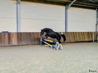 hästar D ponny med fint hopp i Uppsala - Annons 16