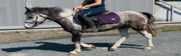 Allround hästar till salu: 6yo gelding 128cm - Annons 6