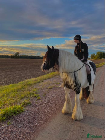 medryttarhäst finnes i Kumla - Annons 14