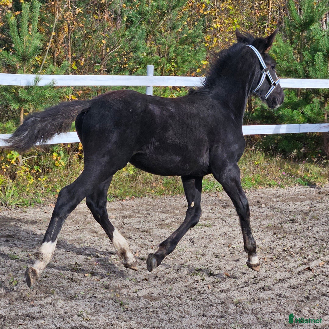 Allround hästar till salu: Snällaste grabben irishcob/vbl i Närkesberg - Annons 3