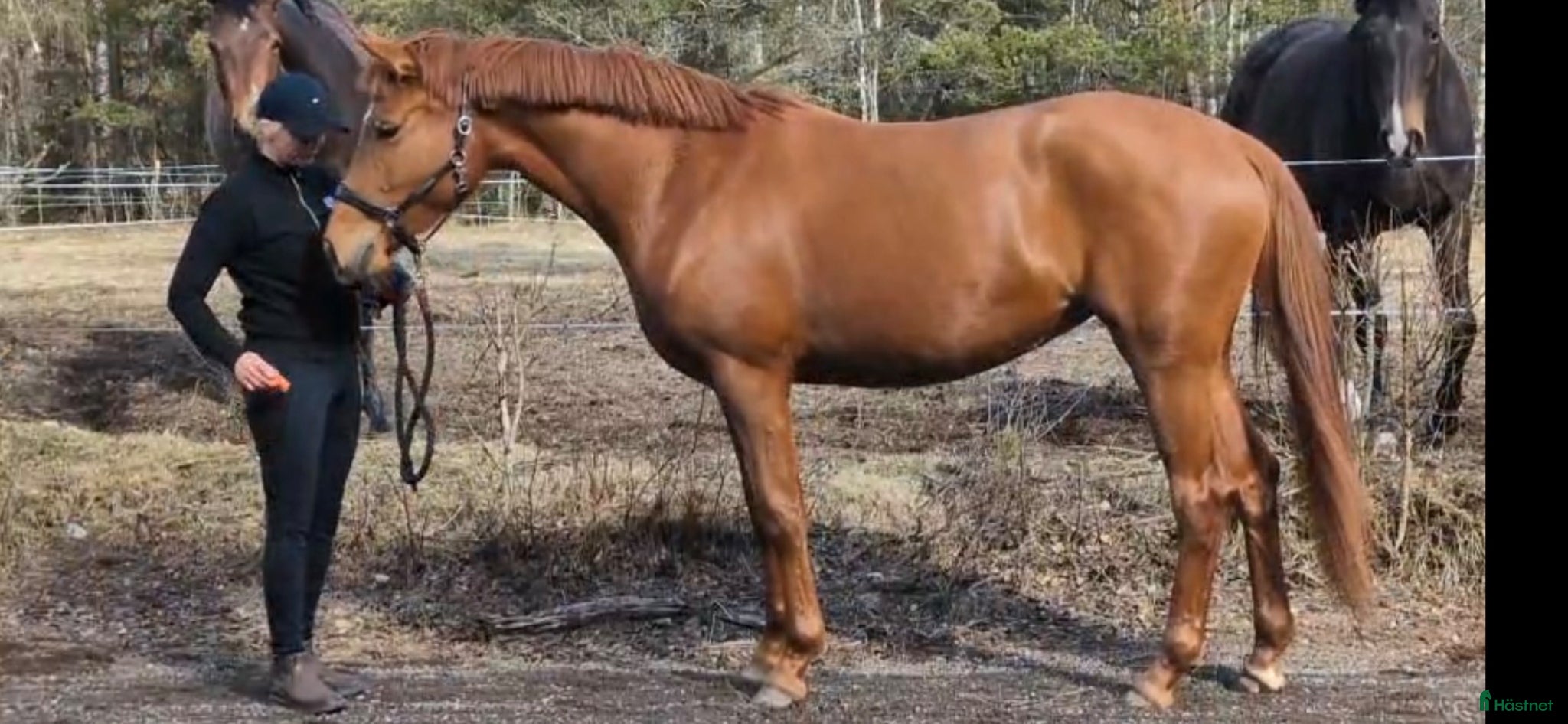  hästar Fin treåring - Annons 3