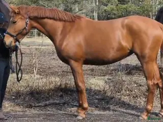 hästar Fin treåring - Annons 1