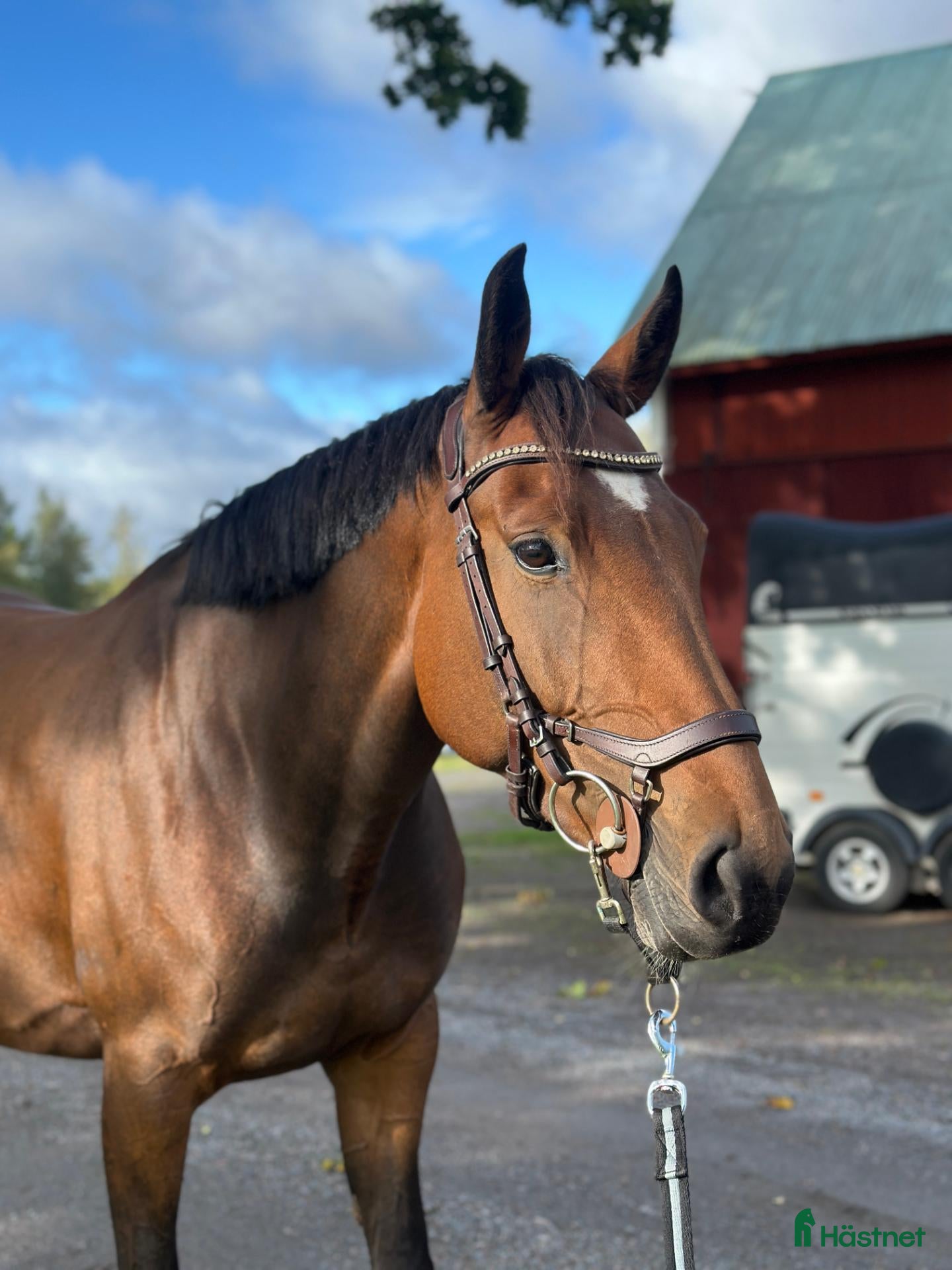  hästar 7-årigt SWB sto - Annons 22