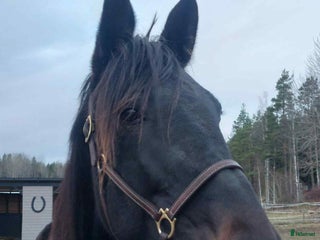 hästar Avelssto e.Googoo Gaagaa i Valbo - Annons 5