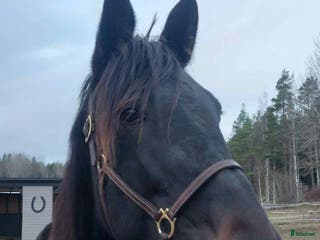 hästar Avelssto e.Googoo Gaagaa i Valbo - Annons 6