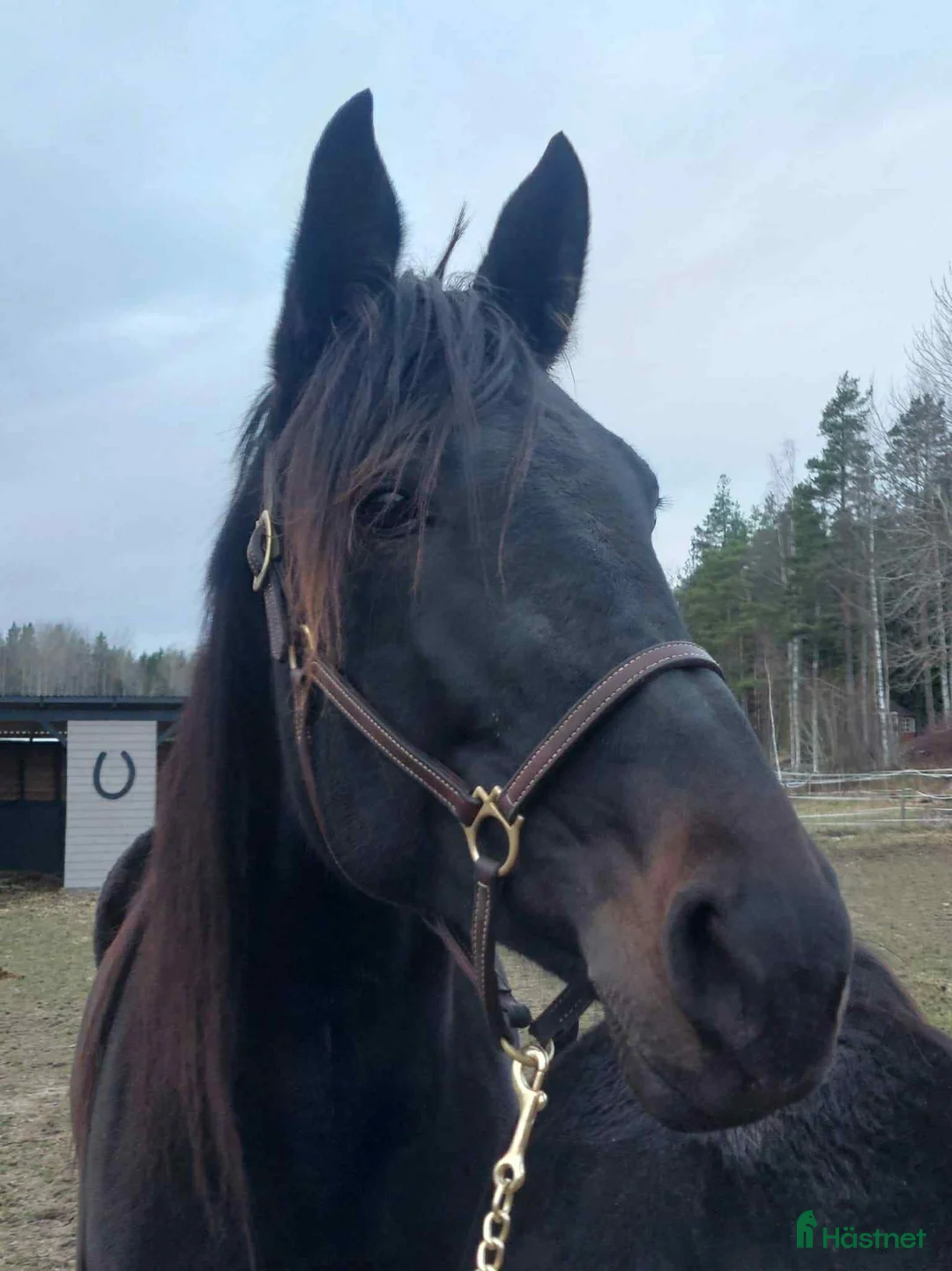 Avelshästar hästar till salu: Avelssto e.Googoo Gaagaa i Valbo - Annons 1