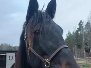 hästar Avelssto e.Googoo Gaagaa i Valbo - Annons 13