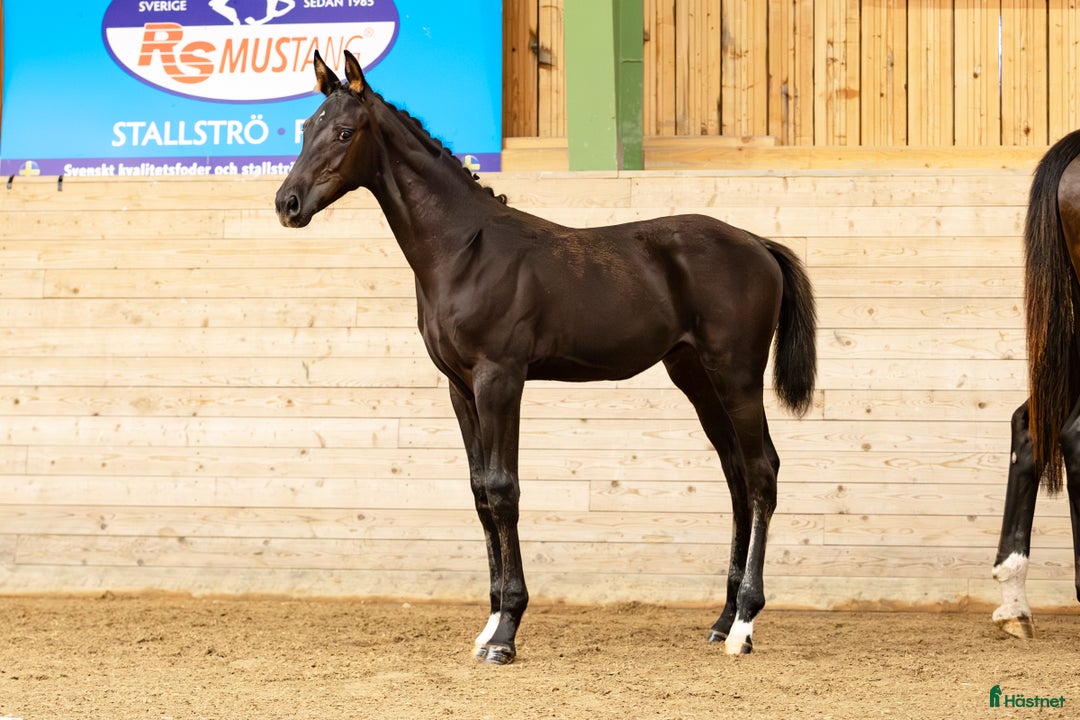 Dressyr hästar till salu: Sto e. Santos ur stofamilj 55 i Dyltabruk - Annons 4