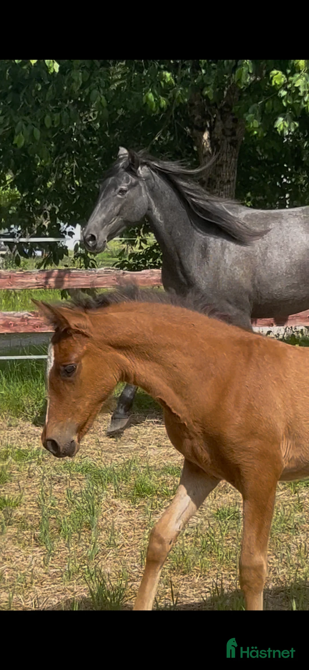 Allround hästar till salu: kvalitetsföl PRE, Sto och Perlino Hingst i Ullared - Annons 3