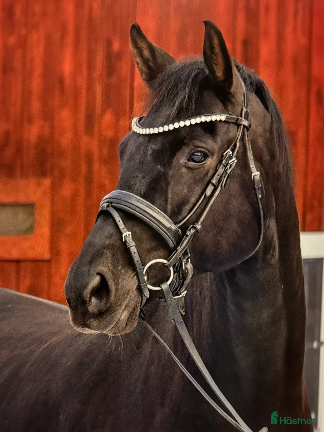  medryttarhäst finnes: Medryttare sökes i Strängnäs - Annons 1