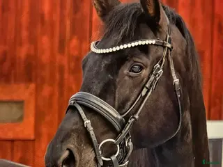 medryttarhäst finnes: Medryttare sökes - Annons 1