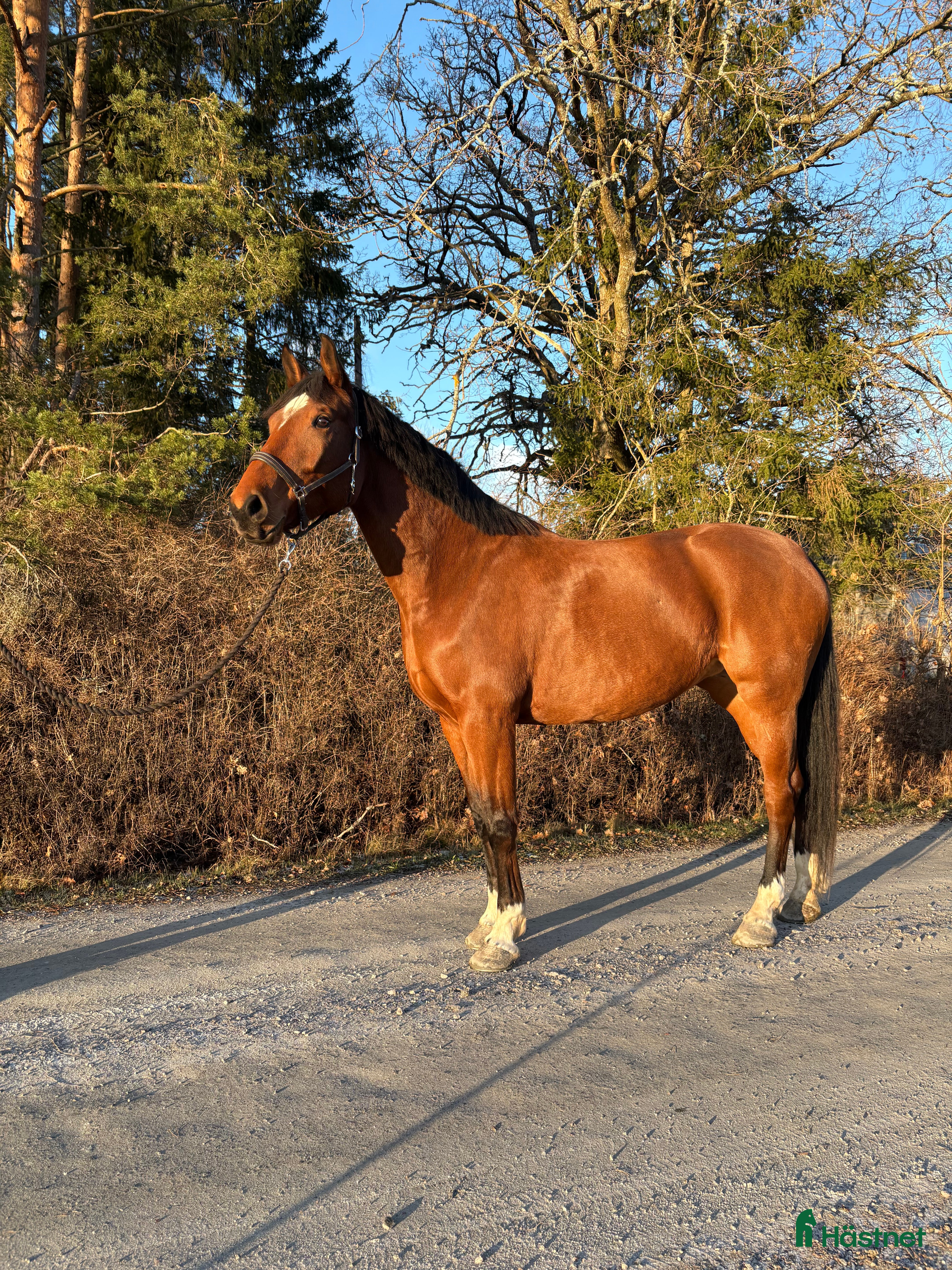  hästar Söker du världens snällaste häst?  i Björklinge - Annons 17